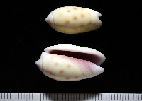 藏品(棋盤榧螺)的圖片