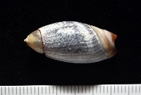 藏品(扭軸彈頭螺)的圖片