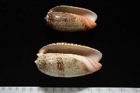 藏品(金唇榧螺)的圖片