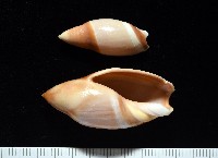 藏品(日本彈頭螺)的圖片