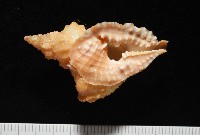 藏品(聳肩扭法螺)的圖片