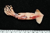 藏品(深海玻璃魷魚)的圖片