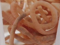 藏品(沿岸泮蚓)的圖片