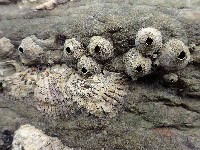 藏品(黑潮笠藤壺)的圖片