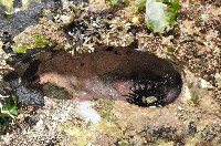 藏品(梅氏長海膽)的圖片