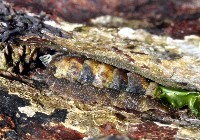 藏品(索氏眼鏡石鱉)的圖片