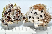 藏品(未知種蛇螺)的圖片