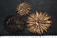 藏品(梅氏長海膽)的圖片