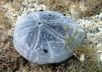 藏品(心形海壺)的圖片