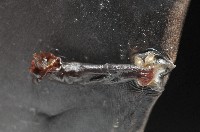 藏品(外藤壺)的圖片