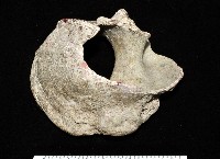 藏品(夜光蠑螺)的圖片