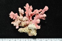 藏品(未知種側孔珊瑚)的圖片