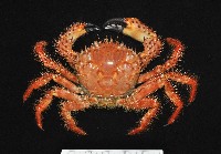 藏品(武裝深海蟹)的圖片