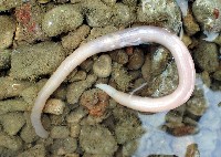 藏品(未知種星蟲)的圖片