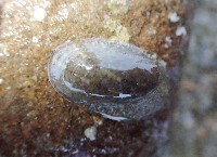 藏品(廣口螺)的圖片