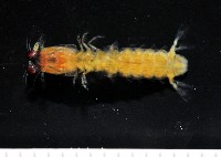 藏品(濱海幼嫩蝦蛄)的圖片