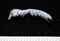 藏品(濱海幼嫩蝦蛄)的圖片