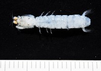 藏品(濱海幼嫩蝦蛄)的圖片