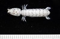 藏品(豹斑幼嫩蝦蛄)的圖片