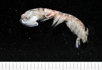 藏品(豹斑幼嫩蝦蛄)的圖片