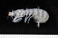 藏品(豹斑幼嫩蝦蛄)的圖片