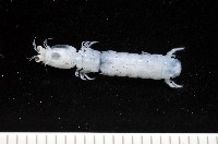 藏品(托瑪西尼幼嫩蝦蛄)的圖片