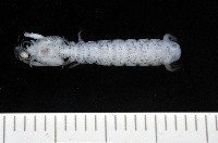 藏品(托瑪西尼幼嫩蝦蛄)的圖片