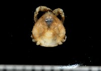 藏品(齊柏林新尖額蟹)的圖片