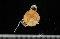 藏品(齊柏林新尖額蟹)的圖片