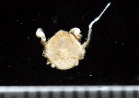 藏品(齊柏林新尖額蟹)的圖片