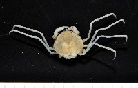 藏品(齊柏林新尖額蟹)的圖片