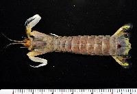 藏品(斷脊似口蝦蛄)的圖片