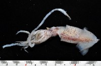 藏品(多鉤鉤腕魷)的圖片