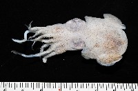 藏品(未知種後耳烏賊 1)的圖片