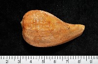 藏品(麻布枇杷螺)的圖片