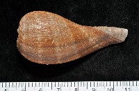 藏品(小枇杷螺)的圖片