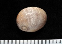 藏品(大玉螺)的圖片