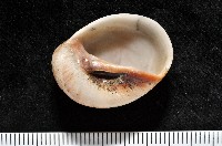 藏品(褐帶玉螺)的圖片