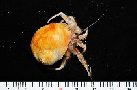 藏品(深水旋刺寄居蟹)的圖片