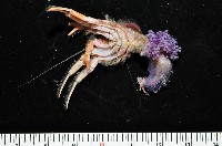 藏品(深水旋刺寄居蟹)的圖片