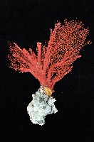 藏品(紅扇珊瑚)的圖片