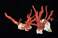 藏品(紅扇珊瑚)的圖片