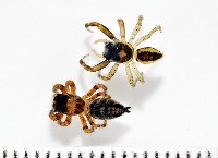 藏品(多色金毛蛛)的圖片