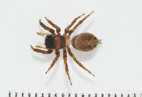 藏品(安德遜蠅虎)的圖片