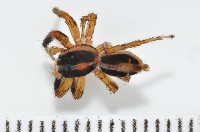 藏品(雙帶扁蠅虎)的圖片