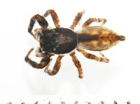 藏品(雙帶扁蠅虎)的圖片