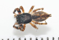 藏品(雙帶扁蠅虎)的圖片