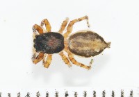 藏品(雙帶扁蠅虎)的圖片