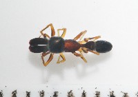 藏品(黑色蟻蛛)的圖片