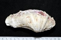 藏品(長硨磲蛤)的圖片